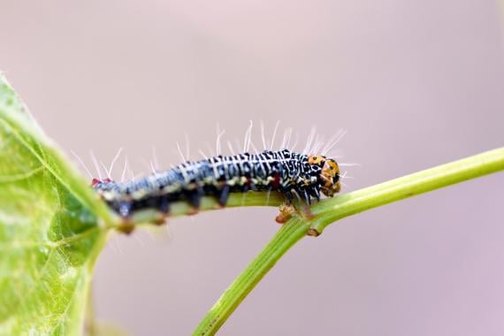 Caterpillar larvae on plant stem demonstrating crop pest infestation requiring integrated pest management