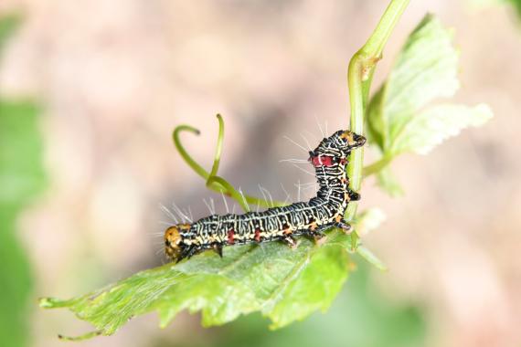 Caterpillar pest feeding on crop leaf showing plant damage requiring insecticide control