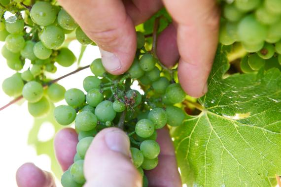 Hand inspecting developing grape bunch for pest damage and disease symptoms in vineyard crop monitoring