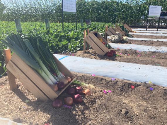 Crops on show