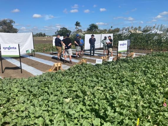 Syngenta horticulture field trial demonstration