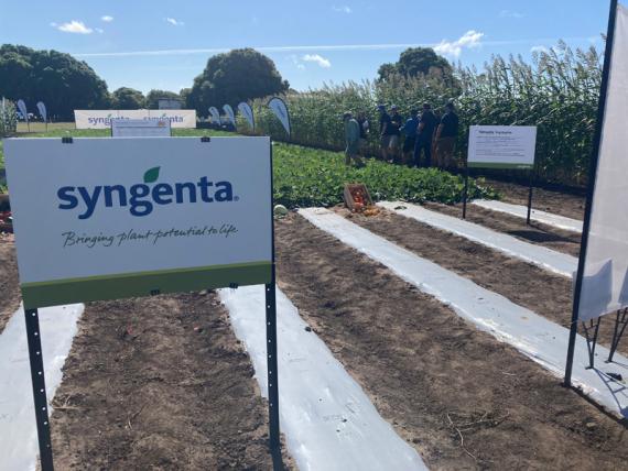 Syngenta branded field trial site with experimental crop plots and information boards at demonstration day