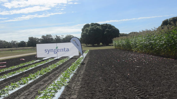 Syngenta sign above crops