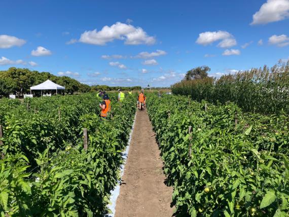 Path through crops