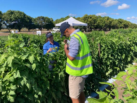 people looking at crops