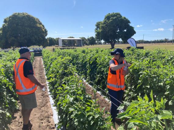 Syngenta agronomists conducting field trial assessment in cotton crop under clear Australian skies