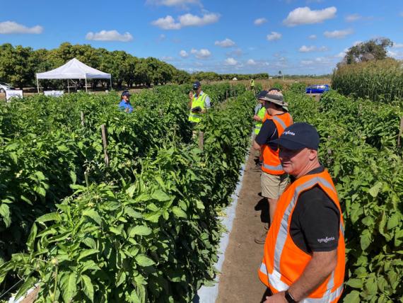 High vis vest in a field