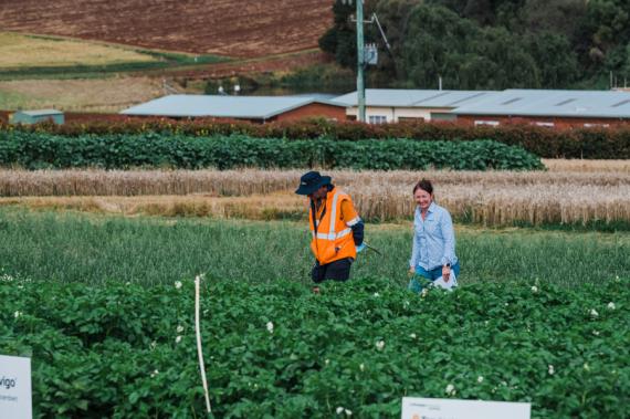 Potato Partners among crops