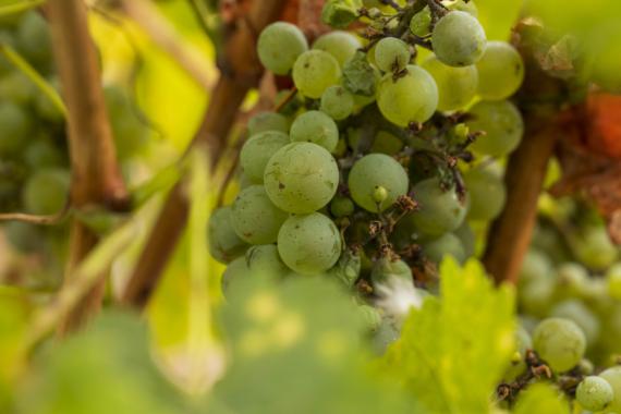 Syngenta Woodside grapes close-up