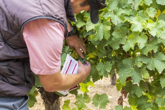 Syngenta Woodside examining grapes on the vine