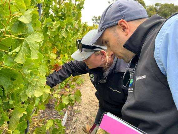 2023 Viticulture Syngenta Learning Centre - Kuitpo