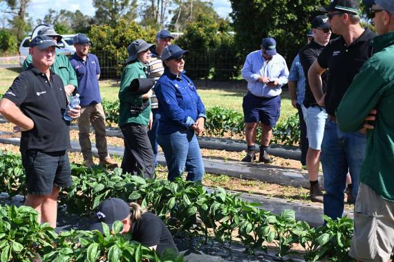 Syngenta GrowMore Bundaberg 2024