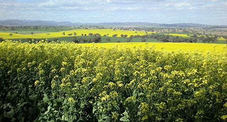 Canola