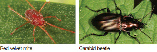 Red velvet mite and carabid beetle