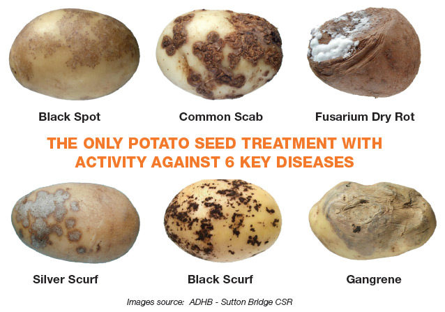 Potato seed treatment with six diseases