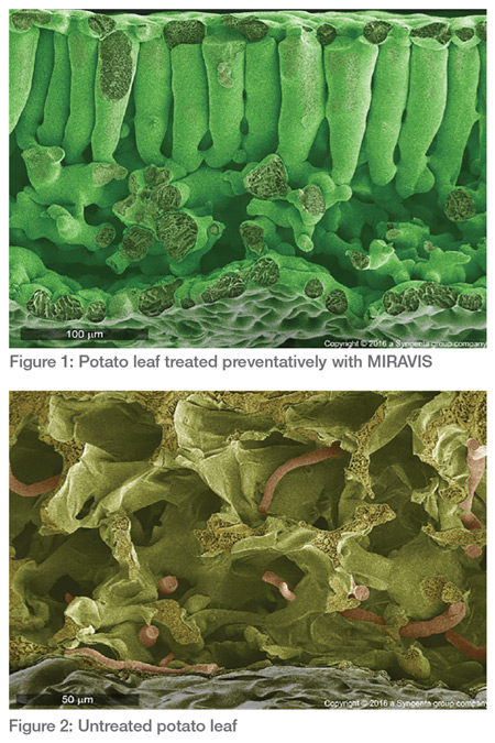 Potatoes - Miravis treated versus untreated