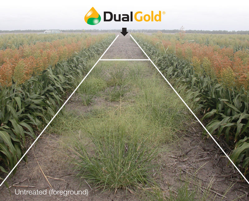 Dual Gold applied vs untreated