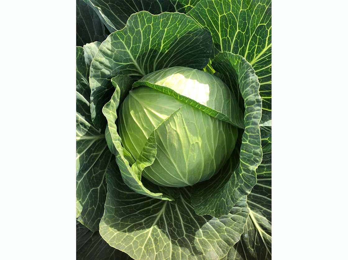 EGVID cabbage