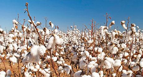 Cotton crop