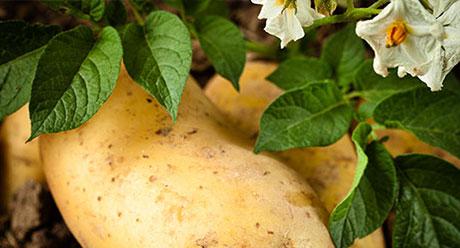 Potato flower