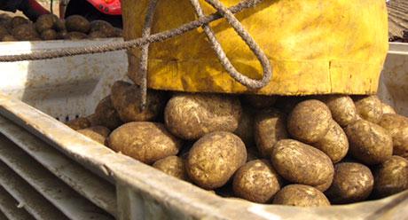 Potatoes being dropped out of a bag