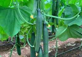 Aegeas cucumber