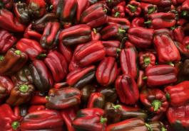 Bloodshot capsicum
