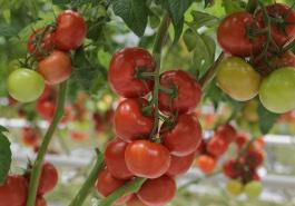 Clobogo tomato