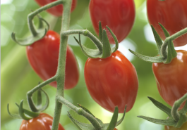 Duelle tomato