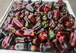 Infrared capsicum