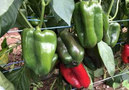Joey capsicum