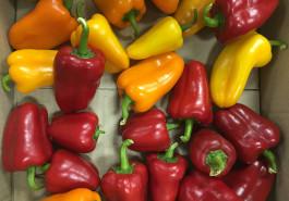 Owen Groote Royston capsicum