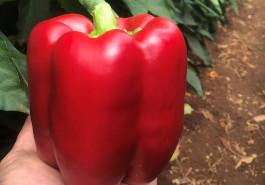 Oxley capsicum