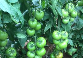 Paron Oxy tomato