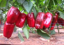 Remy capsicum