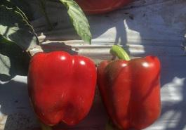 Fitzroy capsicum