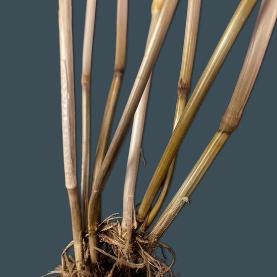 Stem Infection showing Basal Browning