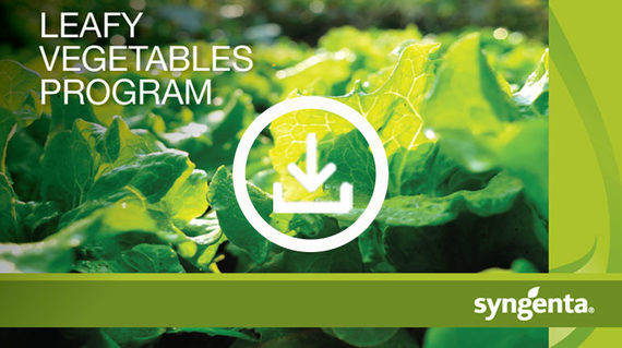 leafy-vegetable-crop-program-_small-teaser