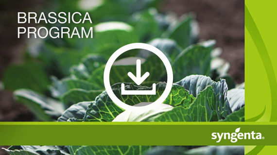 brassica-crop-program_small-teaser