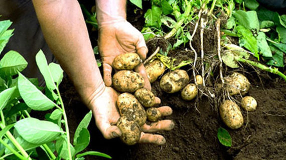 Potatoes out of the soil