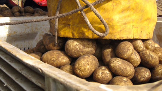 Potatoes being dropped out of a bag