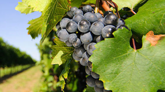 Vineyard and grapes