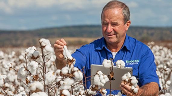man picking cotton