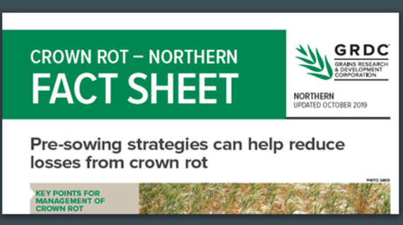 Crown rot Northern Fact Sheet