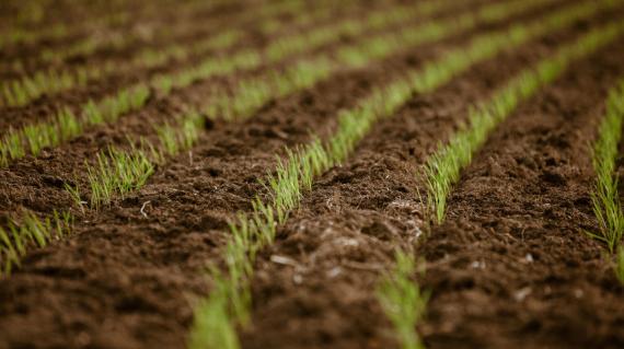 Row of seedlings in field