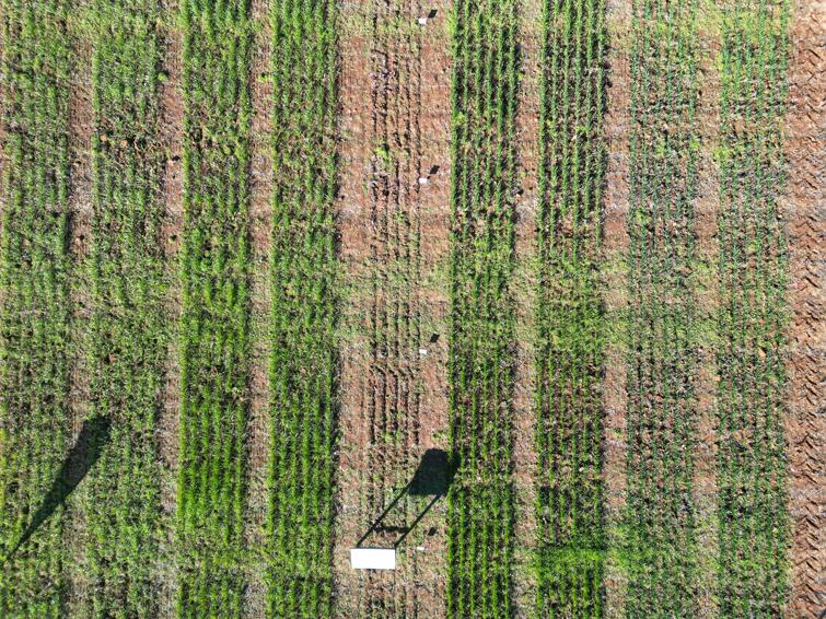 wagga_wagga_24_pre-em_cereals_matrix.jpg