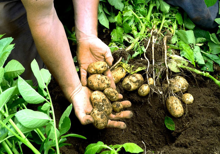 person holding potatoes out of the ground
