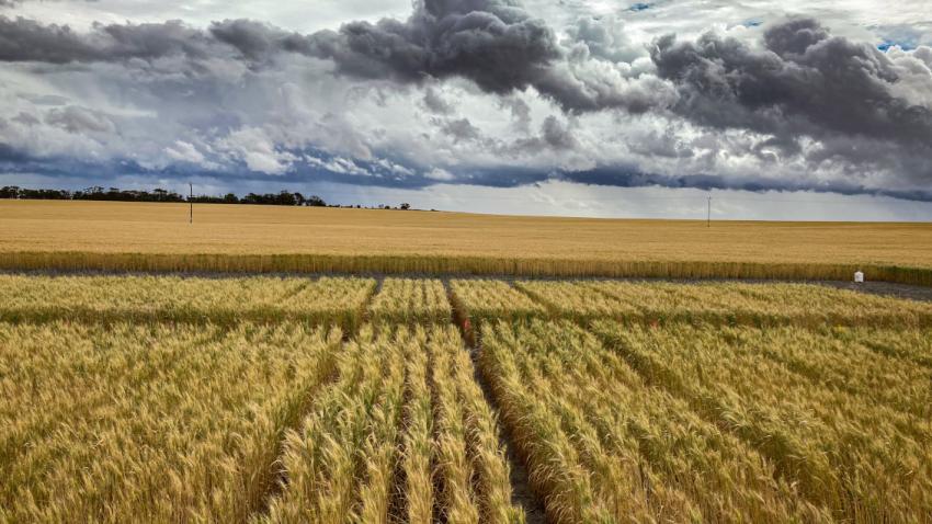 Crown rot management benefits from joint research | Syngenta Australia