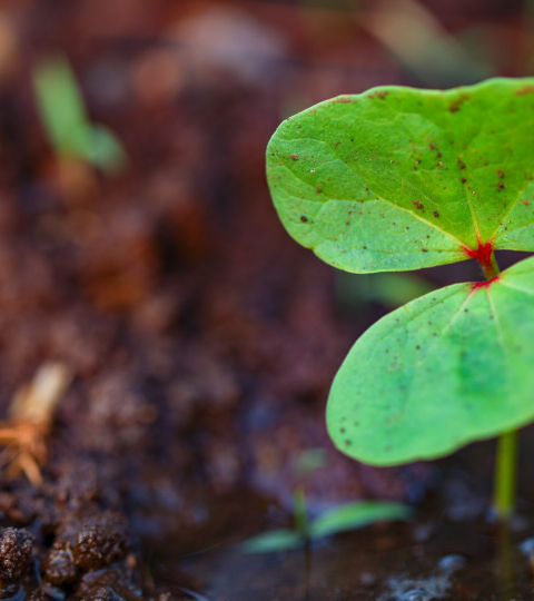 Close-up of a small cotton seedling