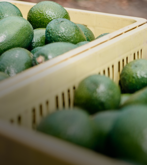 Green Avocados in yellow plastic crates